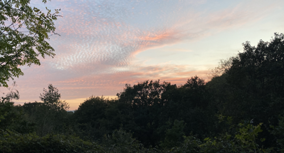 Sunset over some trees in Exeter