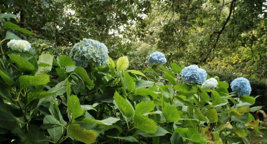 Blue fowers on the Penryn Campus