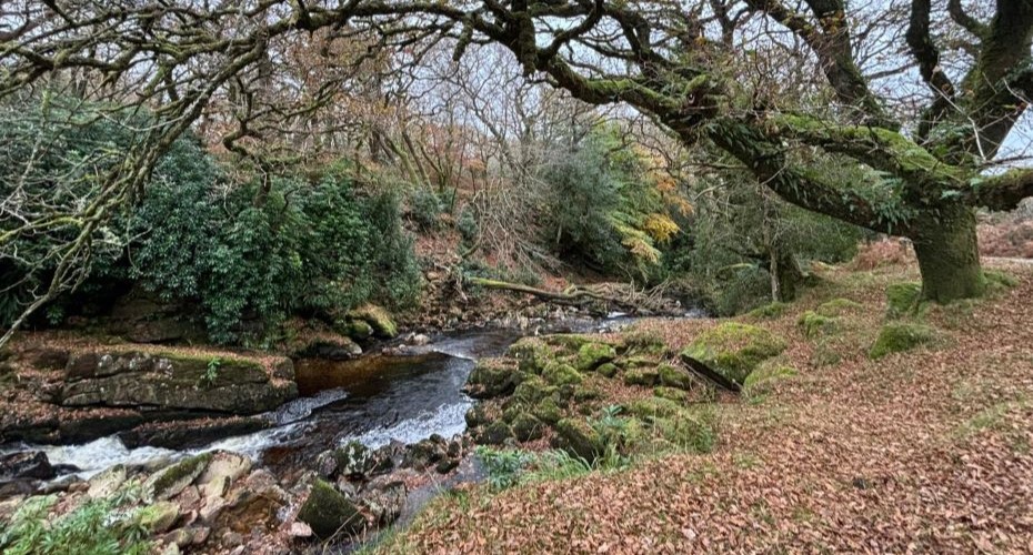 Stream running between moss covered stones, bare trees and autumn leaves
