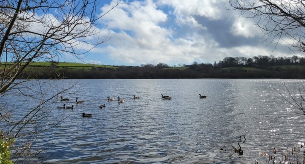 Canada geese at College Reservoir