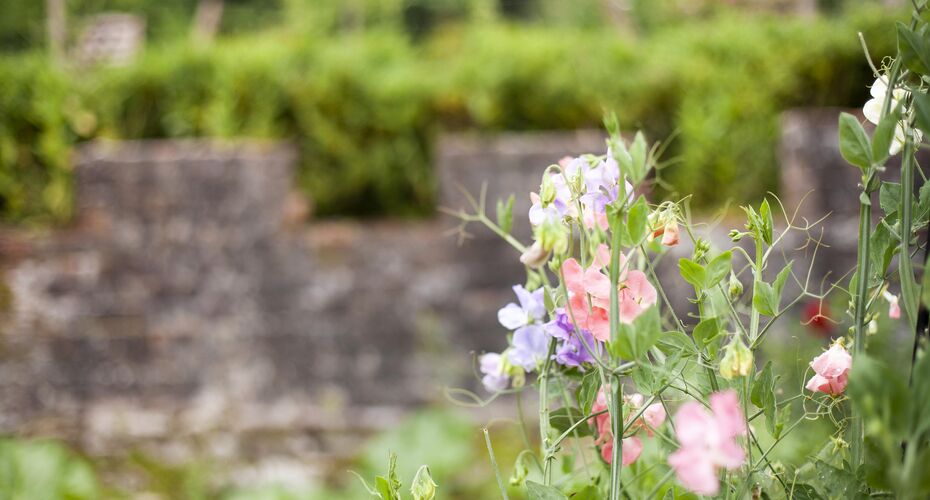 Wildflowers, with a wall out of focus behind