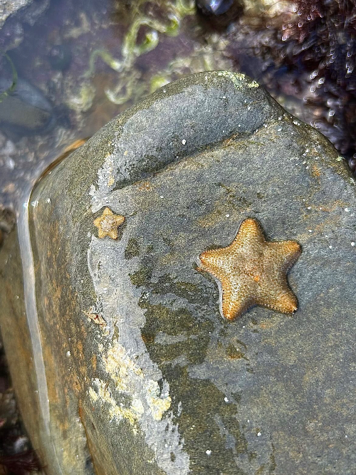 Two small starfish on a rock