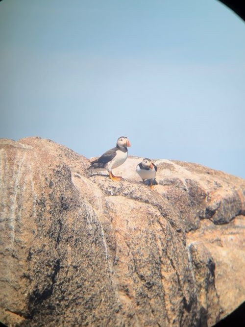 Puffins on rocks