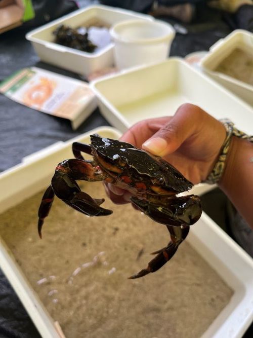 Me holding a shore crab